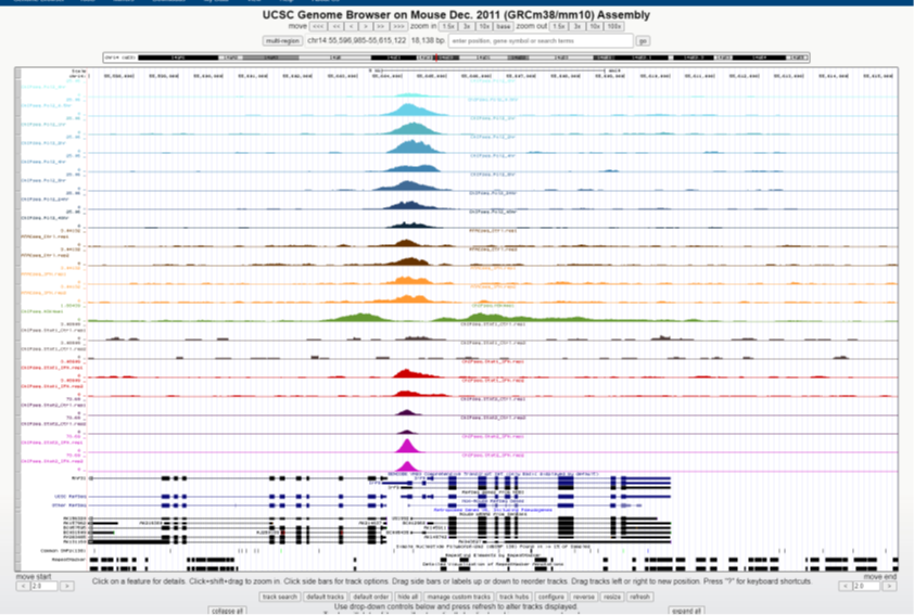 Chromatin