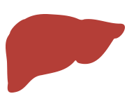 liver